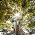 A possibly AI-generated photograph of a tree with sunbeams shining through it.