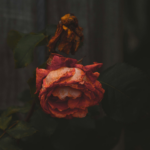 Photograph of a dead rose on a dark background.