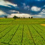 Photograph of a field of crops.